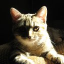  Lily, , 49  -  2  2010    