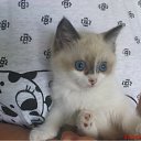 � ������� ����� �� ������� �������