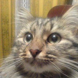 ���� ����, ���� - ��������� 28 ����� 2010