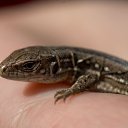  Denis, , 46  -  28  2012   