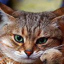 ���� ����� �..., ������, 44 ���� - ��������� 28 ��� 2012 � ������ �������