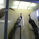 ���� ���, ��������, 30 ��� - ��������� 11 ���� 2013 � ������ ���� ����������