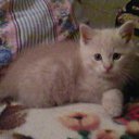 ���� ������, ���� - ��������� 3 �������� 2010