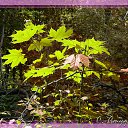 ������ Photoshop �� ������� ���� ����������