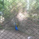 ���� �������, ����, 43 ���� - ��������� 25 ���� 2013 � ������ ���� ����������