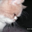 ���� �����, ��������, 54 ���� - ��������� 4 ���� 2010