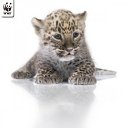        WWF