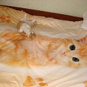 ���� ����, ������, 52 ���� - ��������� 8 ���� 2010 � ������ ���� ����������