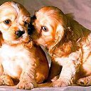 ���� Knoss, ������������, 26 ��� - ��������� 18 ������� 2009 � ������ �������� - �����������