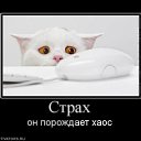  Nataly, , 52  -  18  2010   Funny Cats