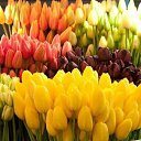  Tatjana, , 61  -  11  2013    