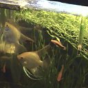 ���� ������, ���������, 66 ��� - ��������� 14 �������� 2010 � ������ ��� �������