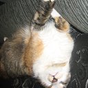 ���� ������, ����, 28 ��� - ��������� 3 ������ 2010 � ������ �PetLove�