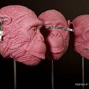 ���� Many��, �����������, 48 ��� - ��������� 11 ������ 2012 � ������ ���� ����������