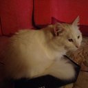 ���� �������, �����-���������, 61 ��� - ��������� 12 ������ 2011 � ������ ���� �����