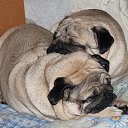 ���� Imp, ������� - ��������� 31 ��� 2011 � ������ �mops�