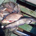 ���� ��������, ����, 51 ��� - ��������� 11 ���� 2013 � ������ ���� ����������