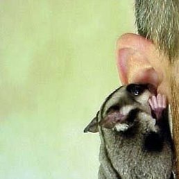 �����, ����-�����������, 47 ���