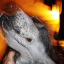 ���� ��������, ������, 53 ���� - ��������� 12 ��� 2011