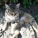 ���� ������ ����������, ����-�����������, 52 ���� - ��������� 11 ������ 2012 � ������ ���� ����������