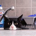 ���� ����, ������, 43 ���� - ��������� 1 ������ 2010 � ������ �������