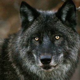 ���� ���������, �����-���������, 60 ��� - ��������� 14 ������� 2012