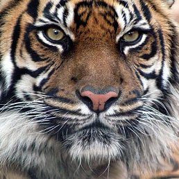 Jurij, ������, 51 ���