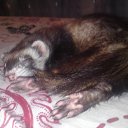 ���� �����, �����-���������, 44 ���� - ��������� 3 ������ 2011 � ������ ���� Mercedes�