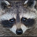 ���� Raccoon, ����������� - ��������� 4 ������� 2009