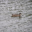 ���� ������, ���� - ��������� 31 ������� 2012 � ������ ������� 2012�