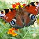 ���� ��, ������, 70 ��� - ��������� 6 ������ 2012 � ������ �RoadKing�