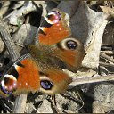 �������� ���� �� ������� �������