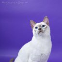 ���� Len7315, ����, 43 ���� - ��������� 16 ����� 2010 � ������ ������ �����