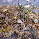 ���� ���������, �������������, 49 ��� - ��������� 5 ������� 2011 � ������ ���� ����������