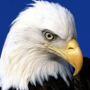 ���� �������, �����-���������, 41 ��� - ��������� 30 ��� 2010 � ������ �������