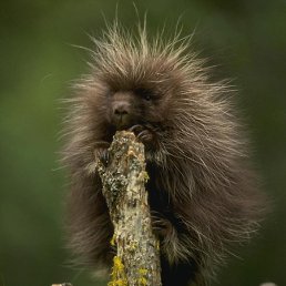 ���� �. �., ������, 42 ���� - ��������� 10 ������ 2013