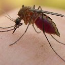 ���� ������, �����-���������, 43 ���� - ��������� 11 ���� 2010 � ������ �������