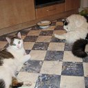 ���� ����������, ������, 62 ���� - ��������� 19 ������� 2009 � ������ ���� �����