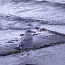 ���� Djavidan, ����, 46 ��� - ��������� 8 ������ 2012 � ������ ���� ����������