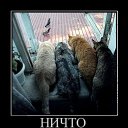 ���� �����, ��������, 41 ��� - ��������� 2 ������� 2012 � ������ �������ۻ