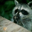 ���� �����, �����-���������, 57 ��� - ��������� 26 ������� 2010 � ������ �������