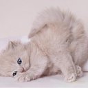  Katze Scheugu,  -  27  2010     