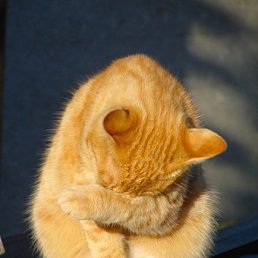 ������, �����, 52 ����