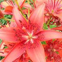  , , 25  -  19  2012   PetLove