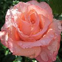 ���� �������, �������, 70 ��� - ��������� 25 �������� 2012 � ������ �������