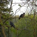  ••,  -  1  2013   RoadKing