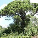 ���� ����, ��������������, 42 ���� - ��������� 1 ������� 2013 � ������ ���� ����������