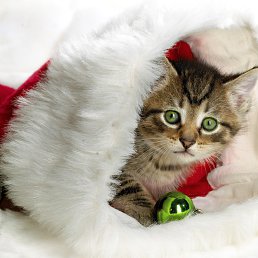 ���� �������, �������, 54 ���� - ��������� 31 ��� 2013