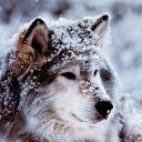 ���� ��������, ���������, 34 ���� - ��������� 11 ������� 2011 � ������ ���� ����������