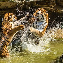 ���� �������, ������, 49 ��� - ��������� 20 ������� 2012